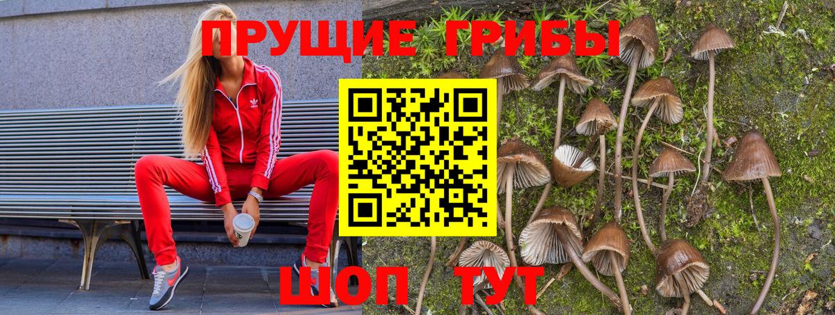 Псилоцибиновые грибы мицелий  где продают   Кизляр  Вход с VPN 