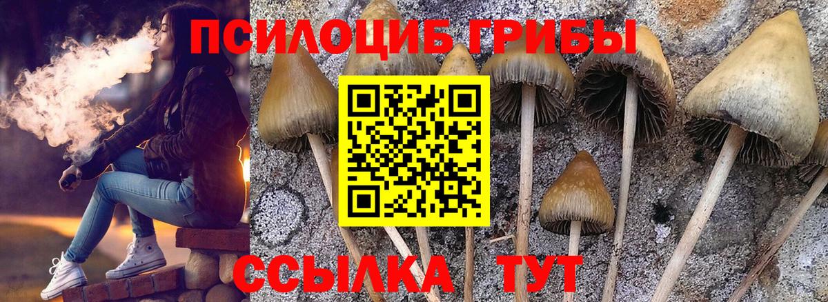 Псилоцибиновые грибы Psilocybine cubensis Кизляр